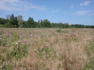 Lato z „Kwietną” na Nieborowskim Polu., 